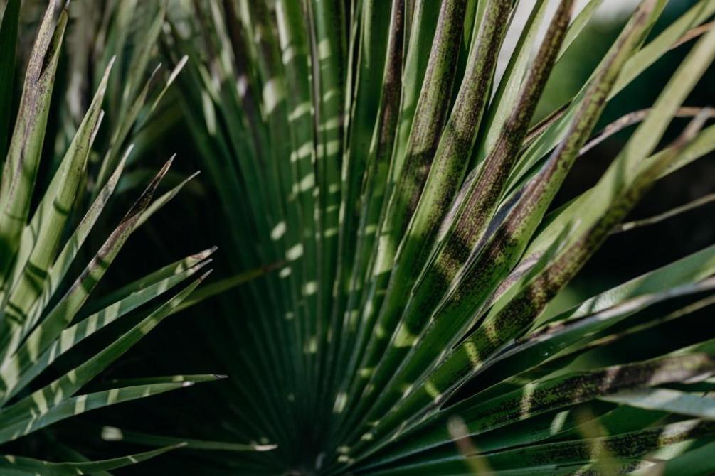 Healing from PTSD with Ibogaine at Bassé Ibogaine Treatment Center