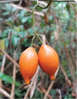 Healing the Nervous System Naturally with Ibogaine Therapy