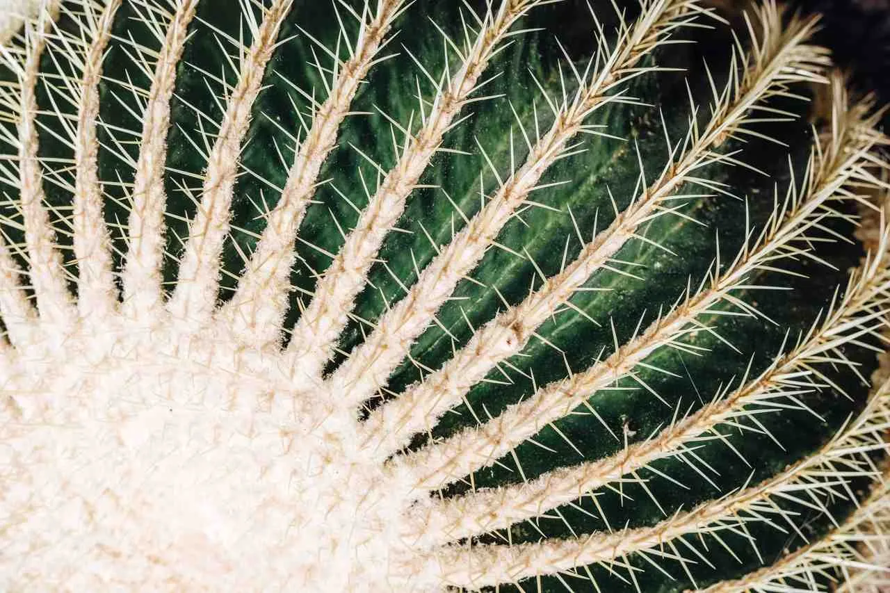 Healing Trauma with Ibogaine Treatment at Bassé Ibogaine Mexico