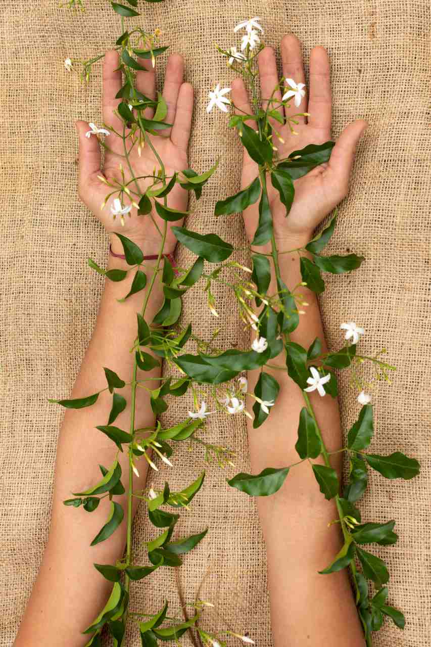 Ibogaine vs Traditional Rehab: Which Offers True Transformation?