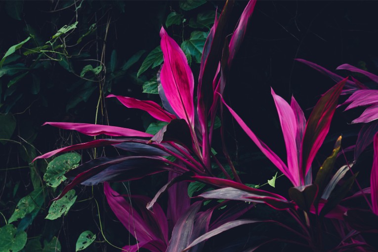 Bassé Ibogaine: Our Therapeutic Approach to Deep Healing and Transformation