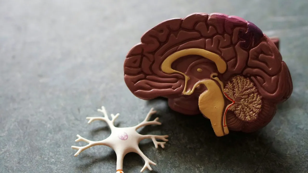 Traumatic Brain Injury and Ibogaine: What the Stanford Research Reveals
