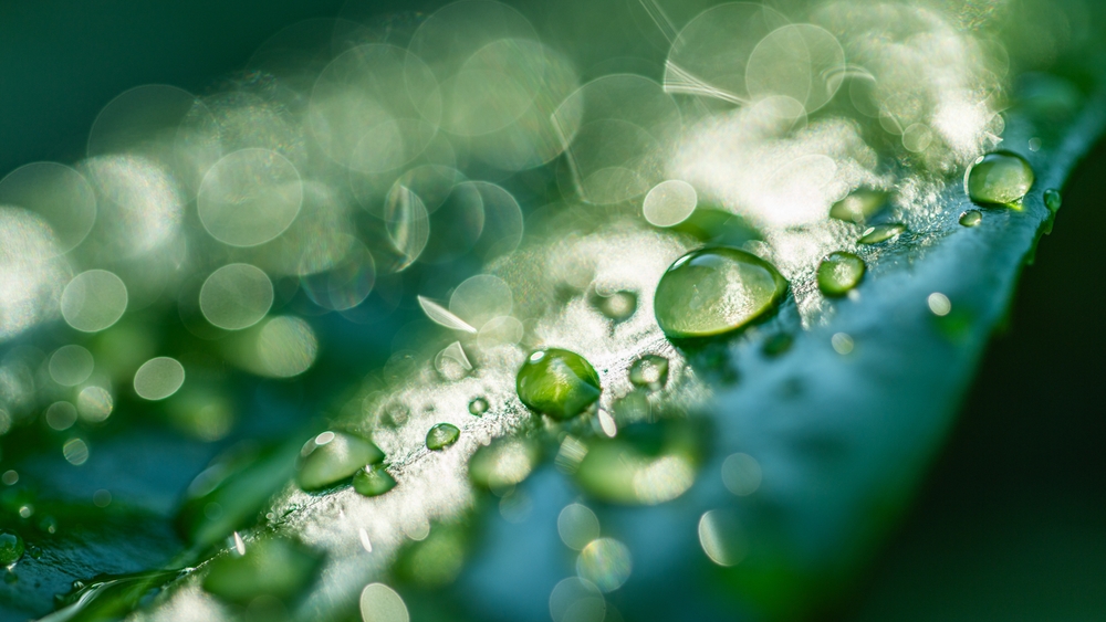 Veteran in contemplation — beginning the integration phase of ibogaine recovery